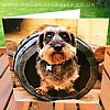 Wirehaired Dachshund Greetings Card